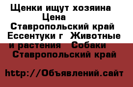 Щенки ищут хозяина › Цена ­ 0 - Ставропольский край, Ессентуки г. Животные и растения » Собаки   . Ставропольский край